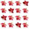 Christmas Winter Poinsettia Flowers Seamless Background, Floral Pattern Print Royalty Free Stock Photo