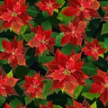 Christmas Winter Poinsettia Flowers Seamless Background, Floral Pattern Print in vector Royalty Free Stock Photo