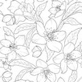 Christmas winter rose hellebore floral pattern Royalty Free Stock Photo