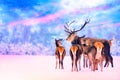 Christmas winter wildlife landscape with noble deers at beautiful sunset. Many deers in winter