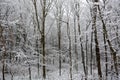 Christmas woods covered by fresh snow Royalty Free Stock Photo