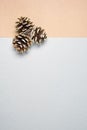 Christmas woody seed cones or strobili of conifers