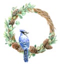 Christmas wreath blue jay on a branch. Fir cones