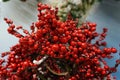 Christmas wreath of red berries as background