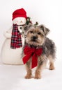 Christmas Yorkie-Poo