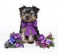 Christmas Yorkie Puppy. Royalty Free Stock Photo