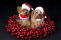 Christmas Yorkshire terrier dogs Royalty Free Stock Photo