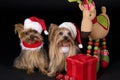 Christmas Yorkshire terrier dogs Royalty Free Stock Photo