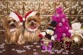 Christmas yorkshire terrier dogs Royalty Free Stock Photo