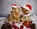 Christmas yorkshire terrier dogs Royalty Free Stock Photo