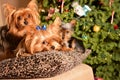 Christmas yorkshire terrier dogs Royalty Free Stock Photo