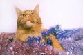 Christmas young large red marble Maine coon cat lies in multi-colored tinsel and looks up. Greeting card with cat with copy space Royalty Free Stock Photo