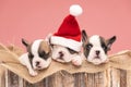 christmassy three french bulldog puppies resting