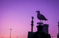 Barcelona Christopher Columbus statue and seagull silhouette over sunset and blue hour clear sky