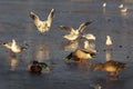 Chroicocephalus ridibundus - flying seagull and landing on a frozen surface above the ducks. Anas platyrhynchos - mallard ducks, Royalty Free Stock Photo