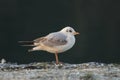 Chroicocephalus ridibundus river gull on the shore