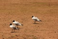 Chroicocephalus serranus or the Andean Gull Royalty Free Stock Photo