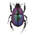 Chromacoat Beetle Insect Arthropod Variation 11 Isolated, Transparent Background