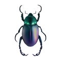 Chromacoat Beetle Insect Arthropod Variation 5 Isolated, Transparent Background