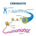Chromation biological diagram vector illustration Royalty Free Stock Photo
