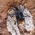 Chromatopelma cyaneopubescens. A green bottle blue tarantula is crawling on stone. Royalty Free Stock Photo