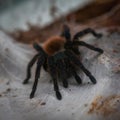Chromatopelma cyaneopubescens. Tarantula spider on the web. Background for halloween Royalty Free Stock Photo