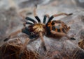 Chromatopelma cyaneopubesens spider close up Royalty Free Stock Photo