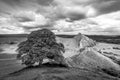 Chrome Hill