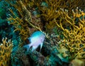 Chromis viridis - fish swims near fire coral Millepora squarrosa in the Red Sea Royalty Free Stock Photo