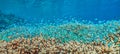 Chromis viridis ,green chromis ,damselfish Royalty Free Stock Photo