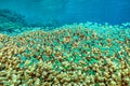 Chromis viridis ,green chromis ,damselfish Royalty Free Stock Photo