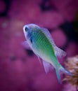 Chromis Viridis in marine tank Royalty Free Stock Photo