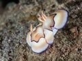 Chromodoris coi nudibranch Royalty Free Stock Photo