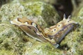 Chromodoris Coi Nudibranch Royalty Free Stock Photo