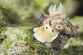 Chromodoris Coi Nudibranch Royalty Free Stock Photo