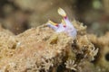 Chromodoris Coi Nudibranch Royalty Free Stock Photo