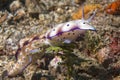 Chromodoris Coi Nudibranch Royalty Free Stock Photo
