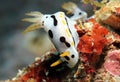 Chromodoris Dianae Royalty Free Stock Photo