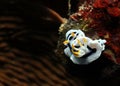Chromodoris Dianae Royalty Free Stock Photo