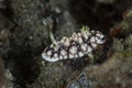 Nudibranch Chromodoris geometrica Royalty Free Stock Photo