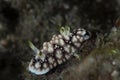 Nudibranch Chromodoris geometrica Royalty Free Stock Photo