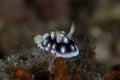 Nudibranch Chromodoris geometrica Royalty Free Stock Photo