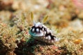 Chromodoris Geometrica