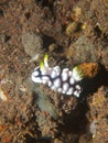 Chromodoris geometrica Nudibranch 01 Royalty Free Stock Photo