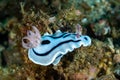 Chromodoris lochi Royalty Free Stock Photo