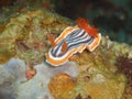 Chromodoris magnifica