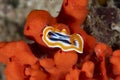 Nudibranch Chromodoris magnifica Royalty Free Stock Photo