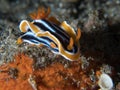 Chromodoris magnifica nudibranch