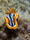 Chromodoris magnifica nudibranch