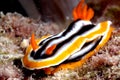 Chromodoris nudibranch kapoposang scuba diver diving